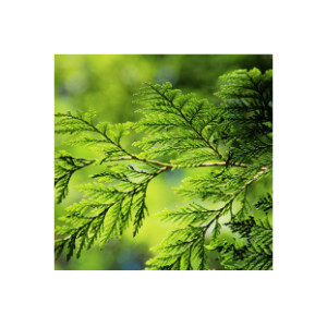 Thuja